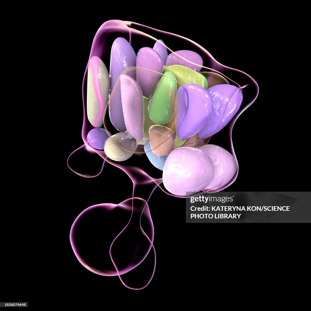 Hypothalamic nuclei, illustration