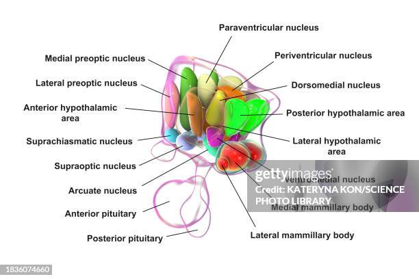 hypothalamic nuclei, illustration - oxytocin stock illustrations