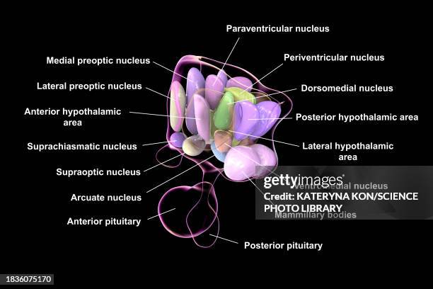 hypothalamic nuclei, illustration - oxytocin stock illustrations