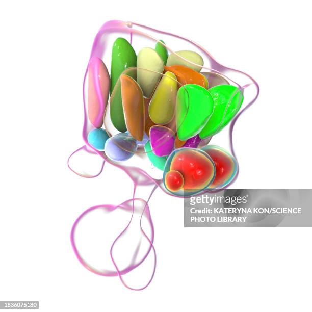 hypothalamic nuclei, illustration - cerebral nuclei stock-grafiken, -clipart, -cartoons und -symbole