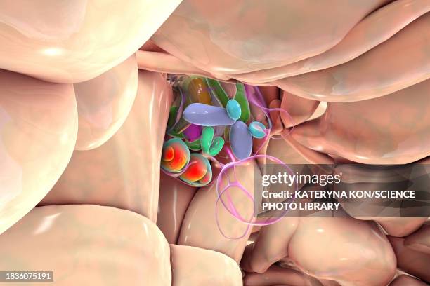 hypothalamic nuclei, illustration - oxytocin stock illustrations