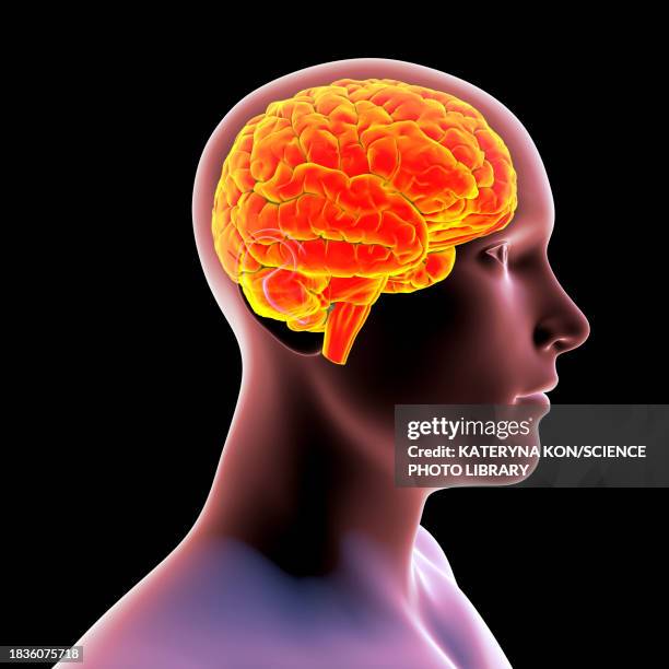 human brain, illustration - encephalitis stock illustrations