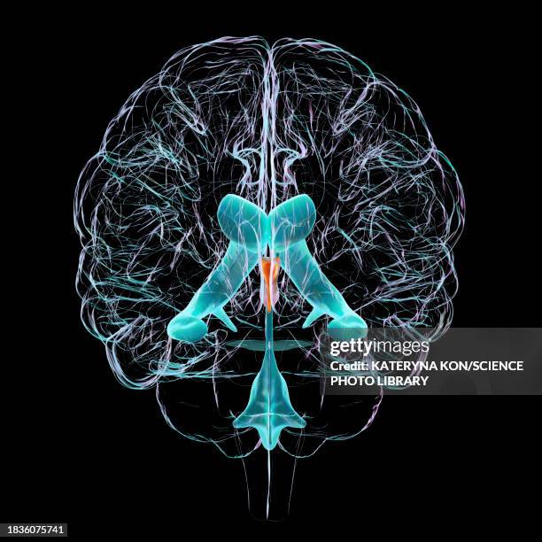 stockillustraties, clipart, cartoons en iconen met third brain ventricle, illustration - liquor