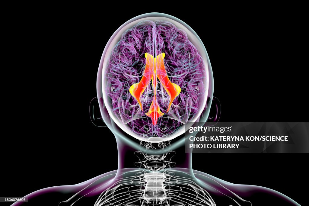 Ventricular System Of The Brain Illustration High-Res Vector Graphic ...