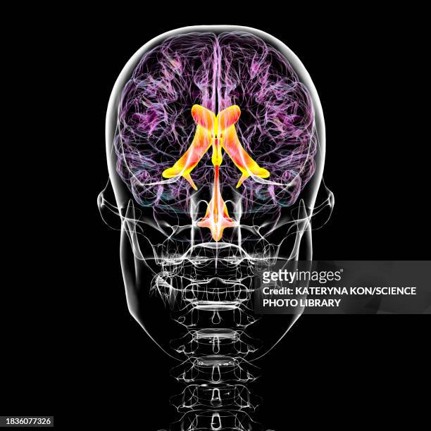 ventricular system of the brain, illustration - horned stock illustrations