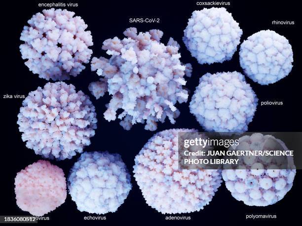 ilustrações, clipart, desenhos animados e ícones de human-infecting viruses, illustration - ser vivo
