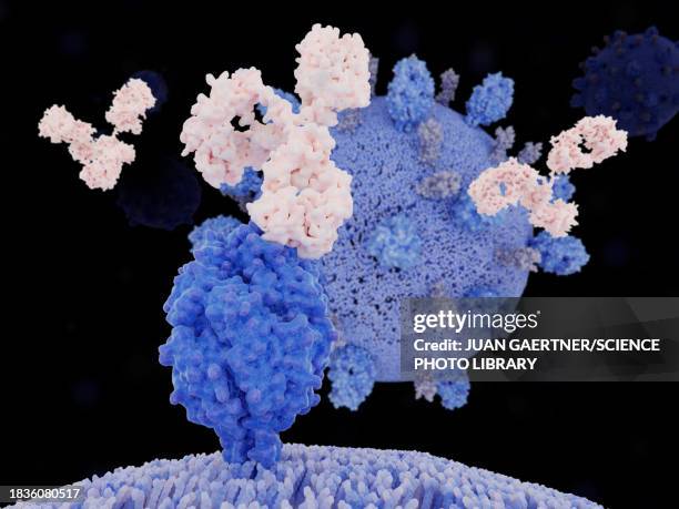 antibody binding to respiratory syncytial virus, illustration - paramyxoviridae stock illustrations