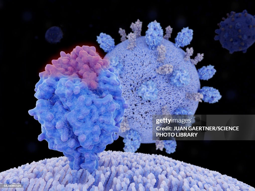 Respiratory syncytial virus, illustration
