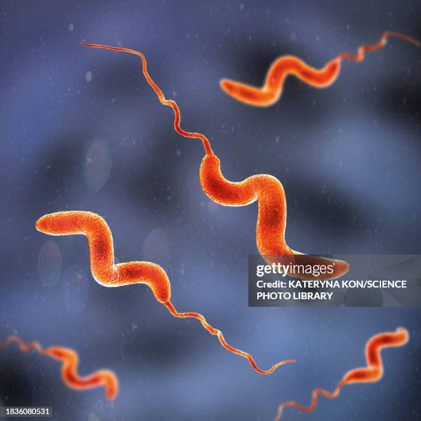 stockillustraties, clipart, cartoons en iconen met campylobacter bacteria, illustration - spirillum