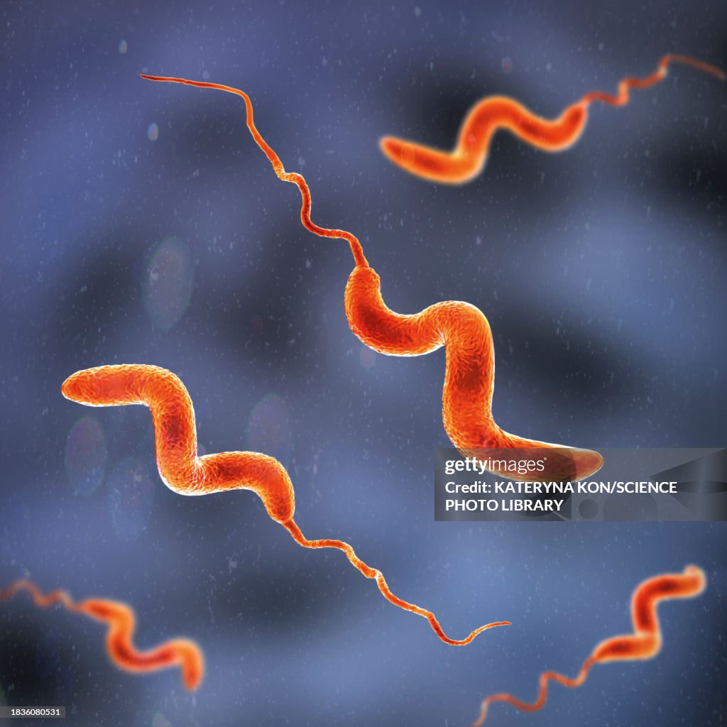 Campylobacter bacteria, illustration