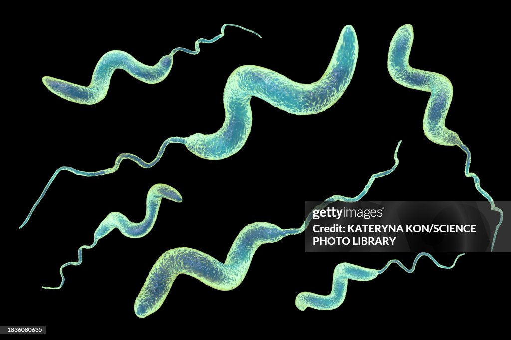 Campylobacter bacteria, illustration