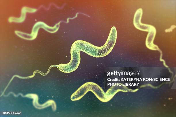 stockillustraties, clipart, cartoons en iconen met campylobacter bacteria, illustration - spirillum
