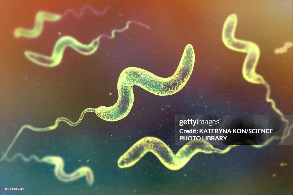 Campylobacter bacteria, illustration