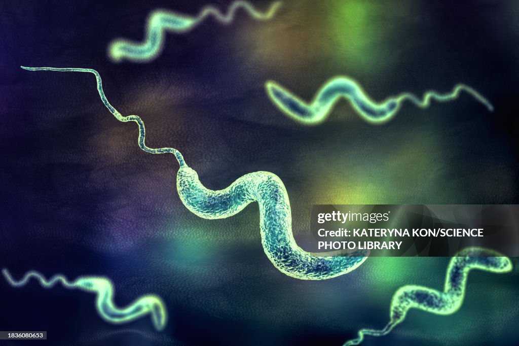 Campylobacter bacteria, illustration