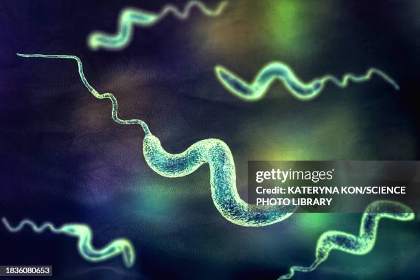 campylobacter bacteria, illustration - spirillum stock illustrations