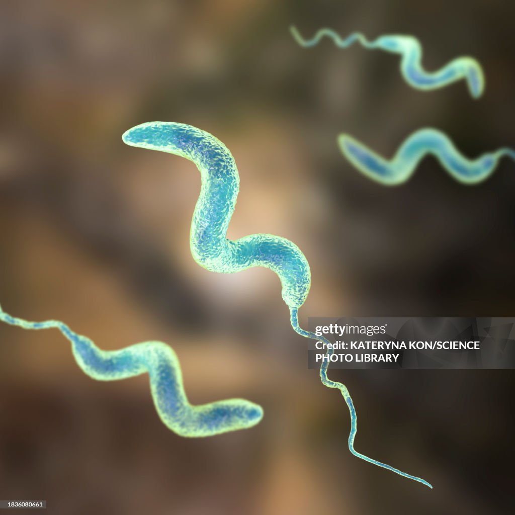 Campylobacter bacteria, illustration