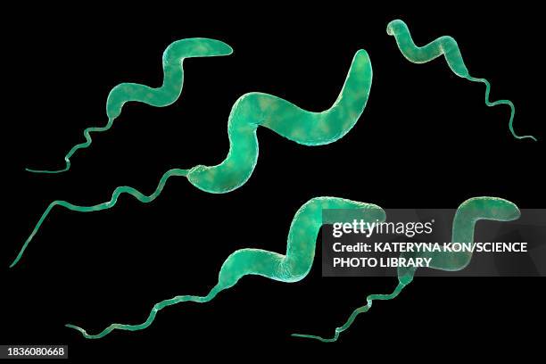 campylobacter bacteria, illustration - jejuni stock-grafiken, -clipart, -cartoons und -symbole