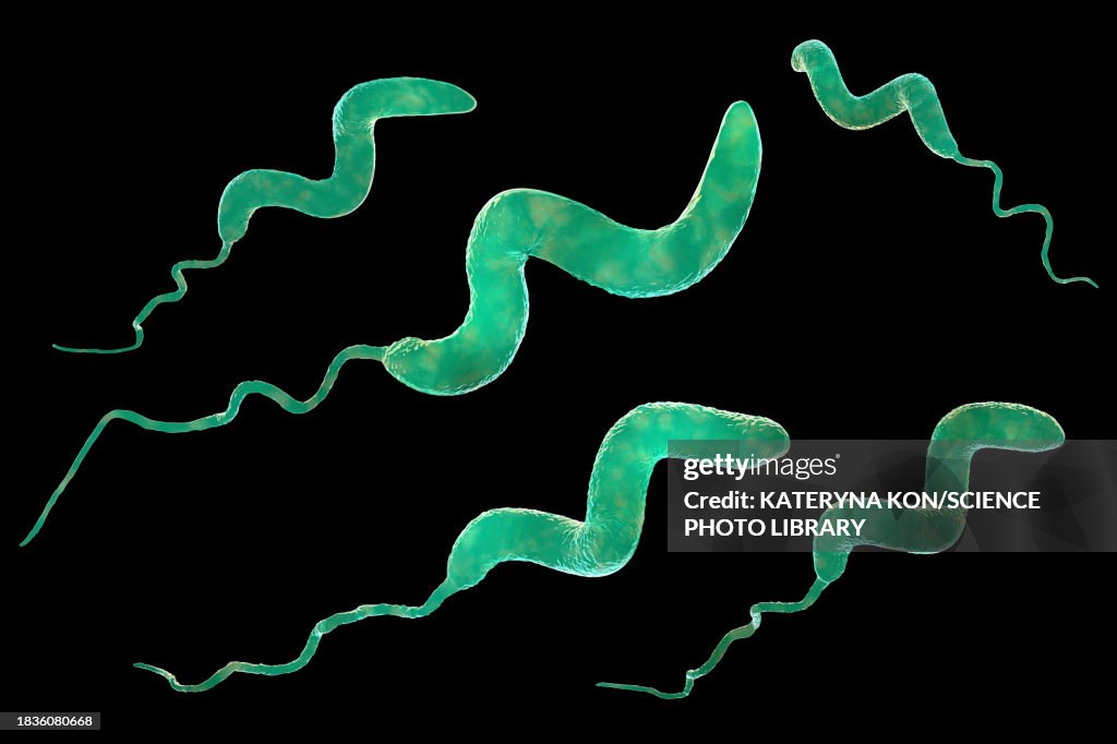 Campylobacter bacteria, illustration
