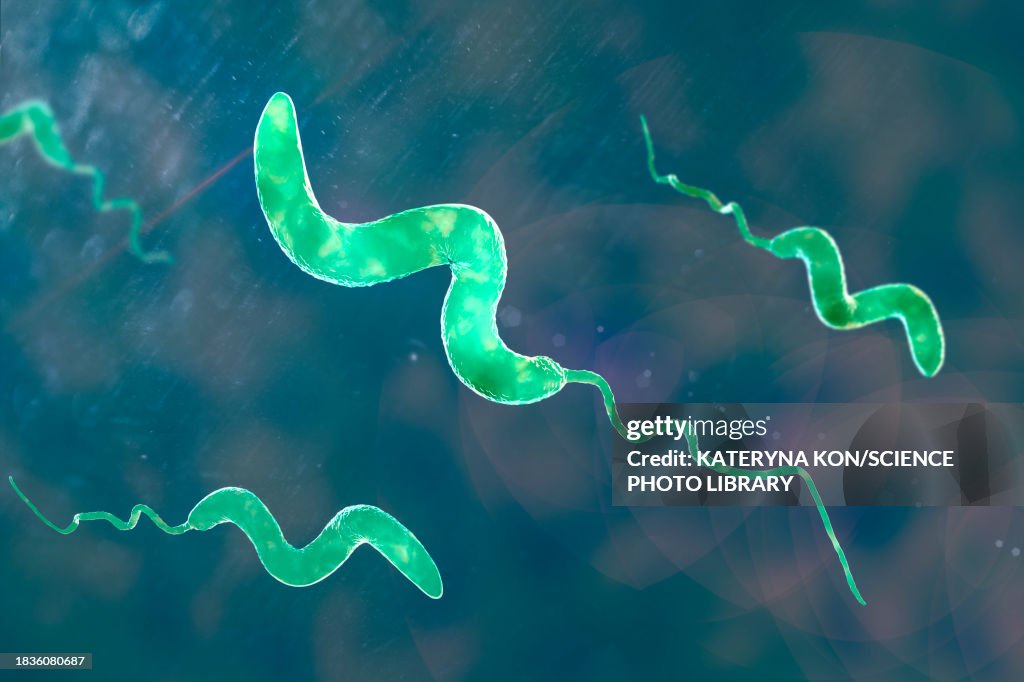 Campylobacter bacteria, illustration