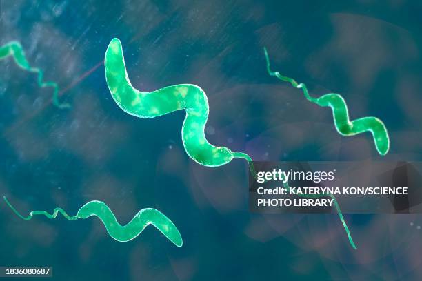 campylobacter bacteria, illustration - spirillum stock illustrations