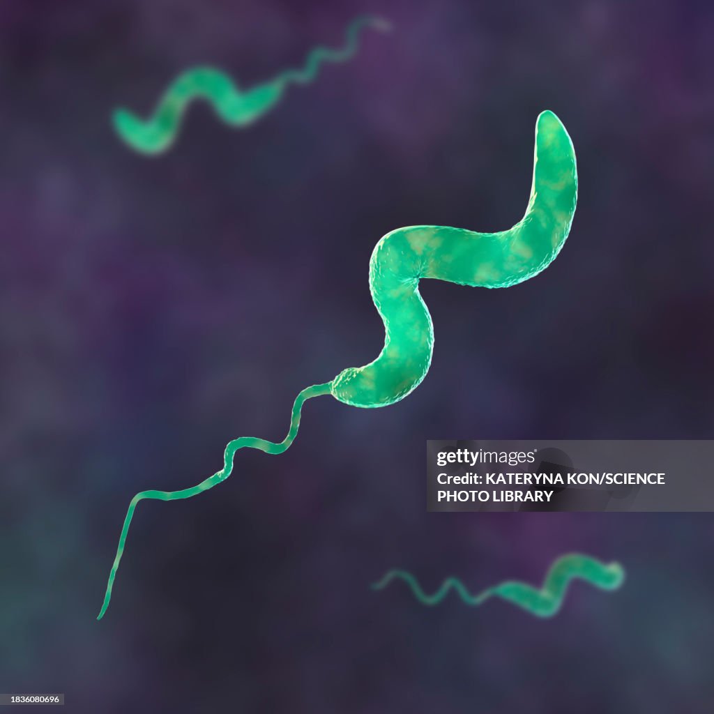 Campylobacter bacteria, illustration