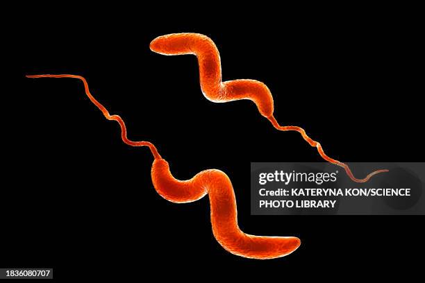 stockillustraties, clipart, cartoons en iconen met campylobacter bacteria, illustration - spirillum