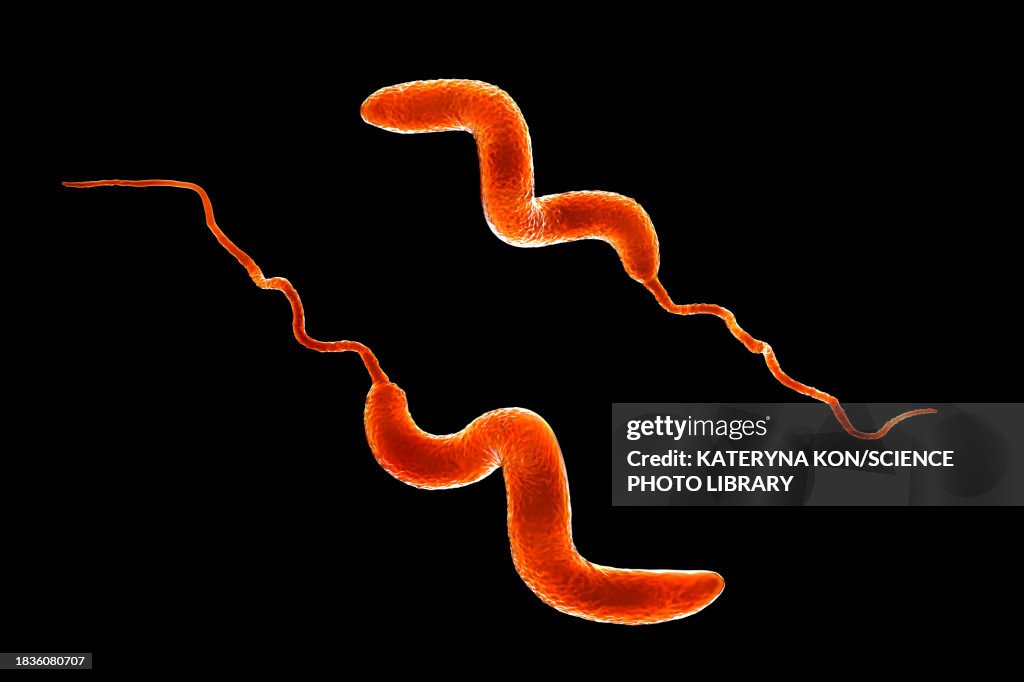 Campylobacter bacteria, illustration