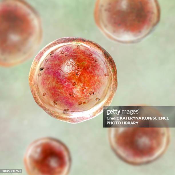 ilustraciones, imágenes clip art, dibujos animados e iconos de stock de emmonsia pathogenic fungi, illustration - especie en peligro de extinción