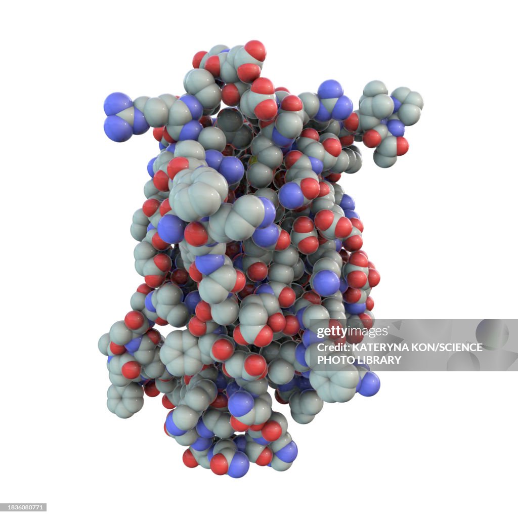 Gh1 Human Growth Hormone Molecule Illustration High-Res Vector Graphic ...