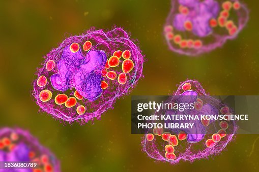 Histoplasma Capsulatum Fungus In A Macrophage Illustration High-Res ...