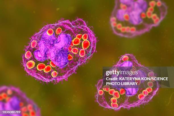 histoplasma capsulatum fungus in a macrophage, illustration - phagocyte stock illustrations