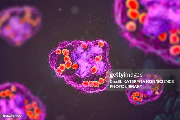 histoplasma capsulatum fungus in a macrophage, illustration - living organism stock illustrations