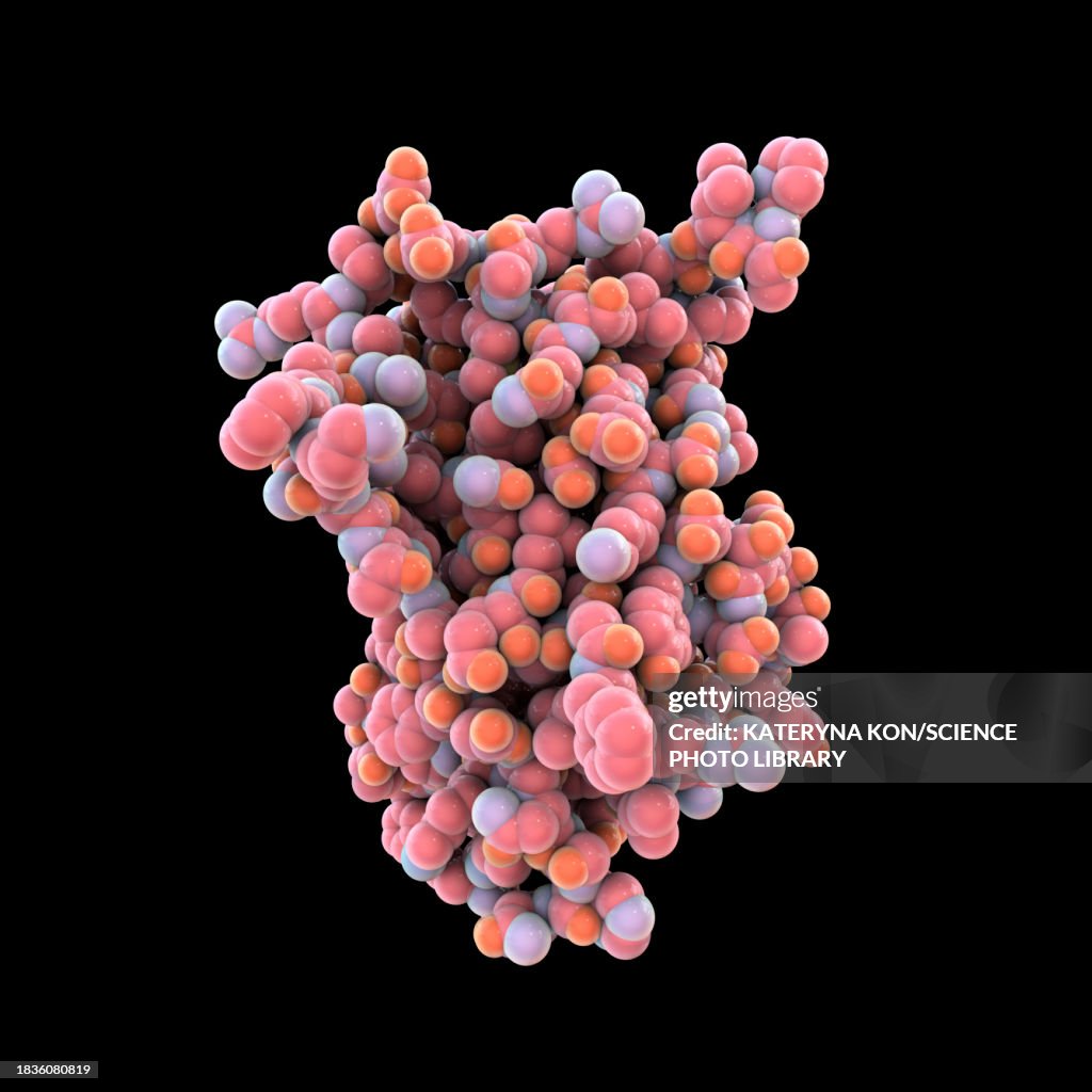 Human growth hormone molecule, illustration