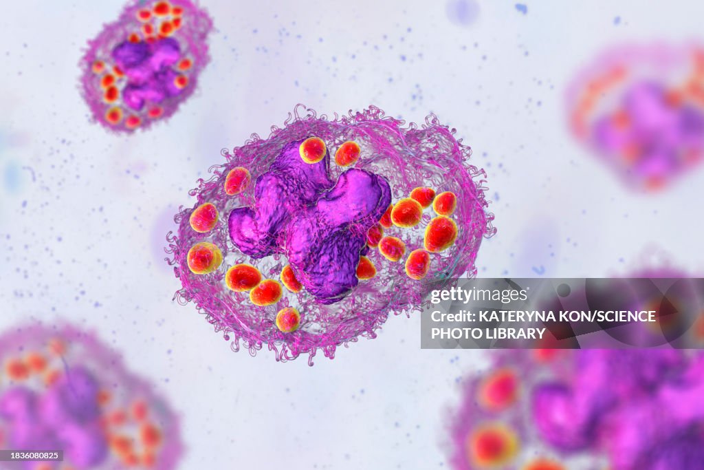Histoplasma Capsulatum Fungus In A Macrophage Illustration High-Res ...