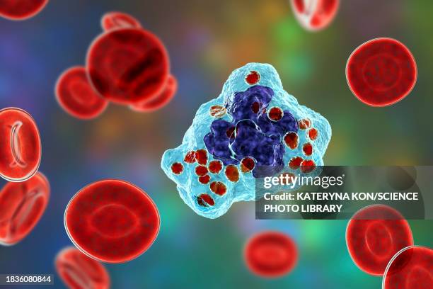 illustrazioni stock, clip art, cartoni animati e icone di tendenza di histoplasma capsulatum fungus in a macrophage, illustration - macrofago