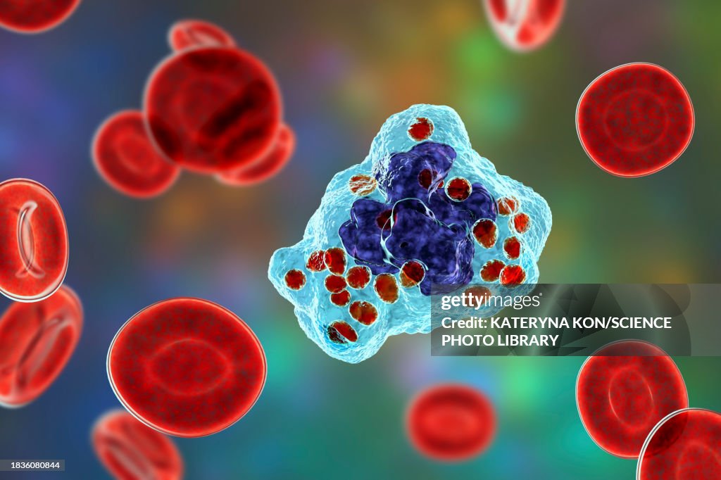 Histoplasma capsulatum fungus in a macrophage, illustration