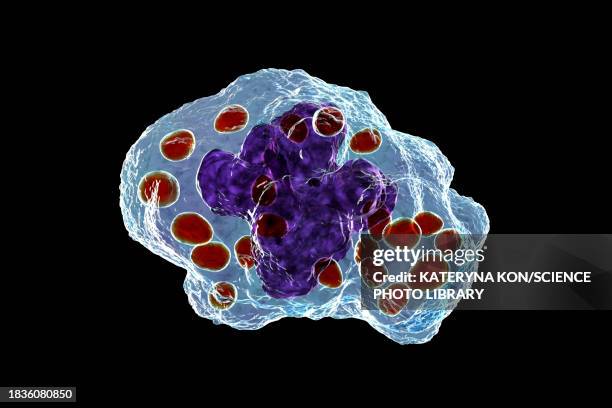 ilustrações de stock, clip art, desenhos animados e ícones de histoplasma capsulatum fungus in a macrophage, illustration - histoplasma capsulatum