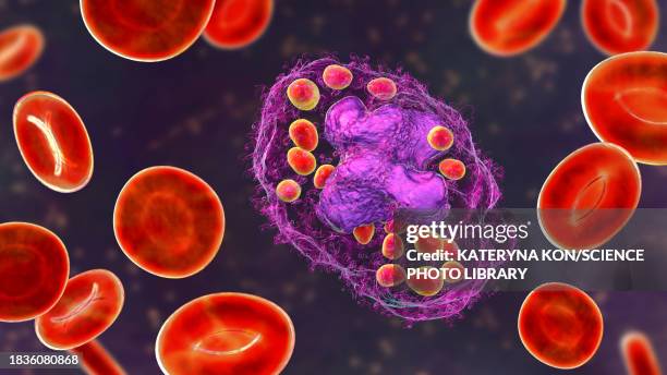 ilustrações de stock, clip art, desenhos animados e ícones de histoplasma capsulatum fungus in a macrophage, illustration - histoplasma capsulatum