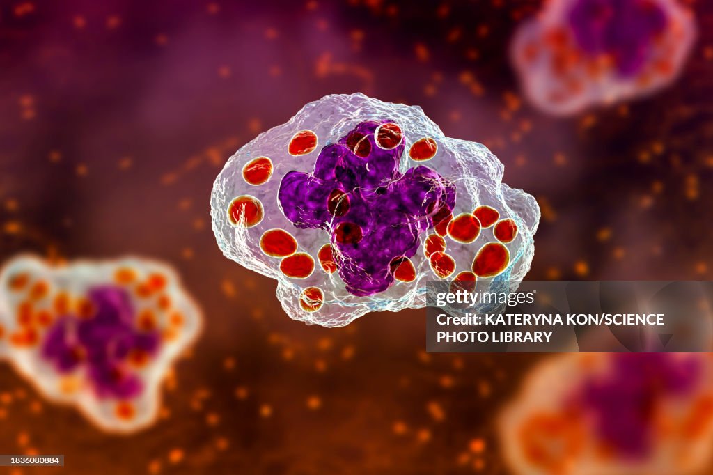 Histoplasma Capsulatum Fungus In A Macrophage Illustration High-Res ...