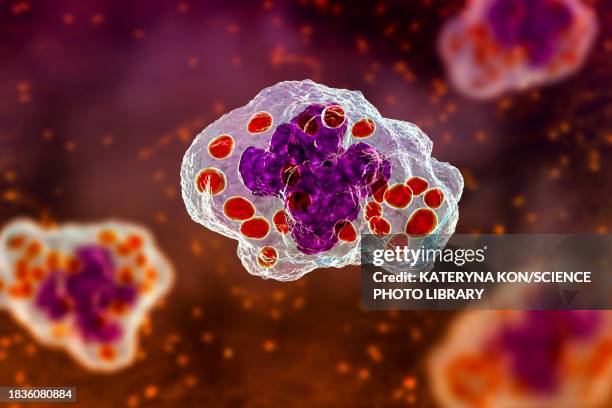 histoplasma capsulatum fungus in a macrophage, illustration - phagocyte stock illustrations