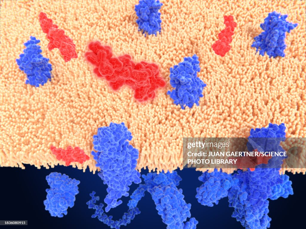 GLP-1 receptors and semaglutide agonists, illustration