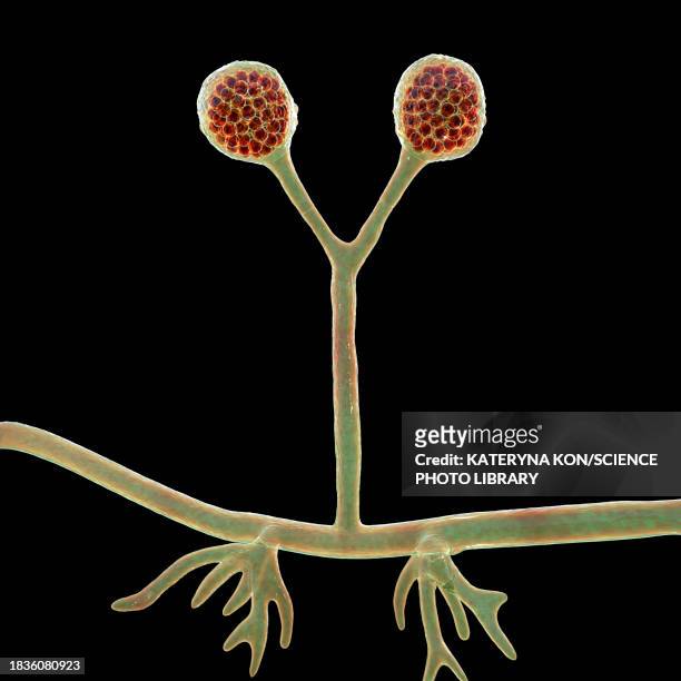 ilustraciones, imágenes clip art, dibujos animados e iconos de stock de rhizomucor fungi, illustration - sistema inmunocomprometido