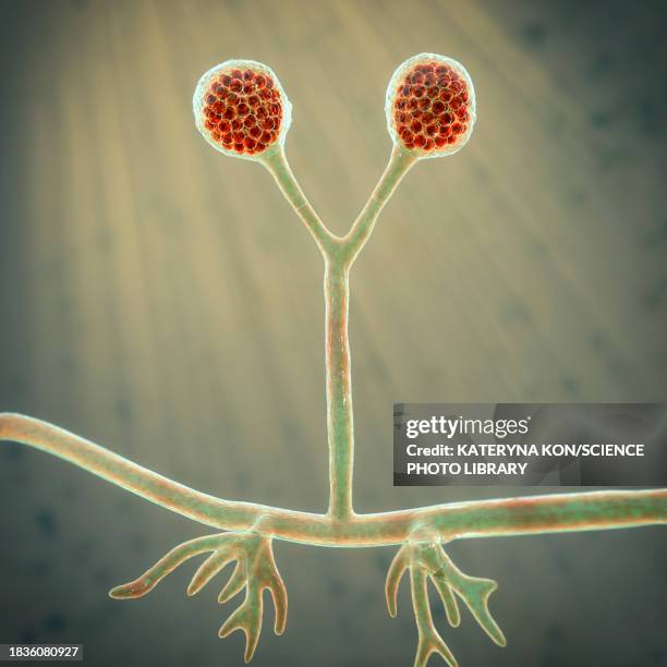 rhizomucor fungi, illustration - compromised immune system stock illustrations