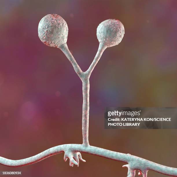 ilustraciones, imágenes clip art, dibujos animados e iconos de stock de rhizomucor fungi, illustration - sistema inmunocomprometido