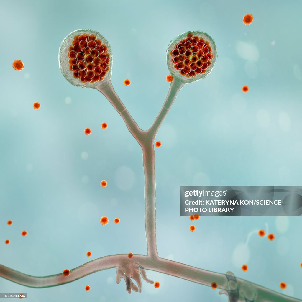 Rhizomucor fungi, illustration