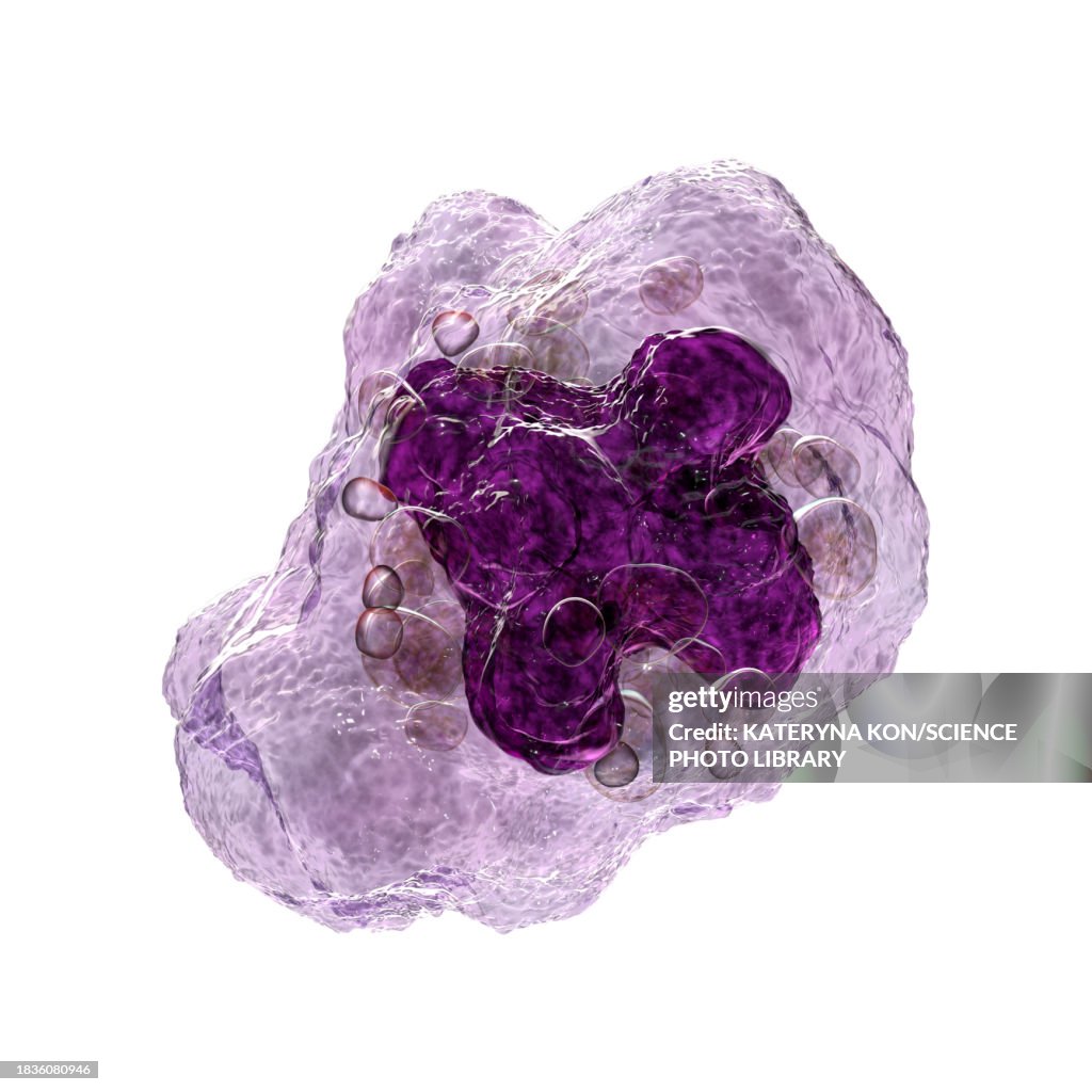 Macrophage, illustration