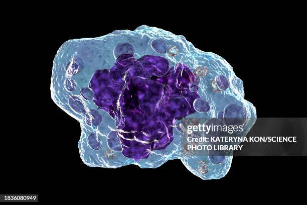 illustrazioni stock, clip art, cartoni animati e icone di tendenza di macrophage, illustration - macrofago