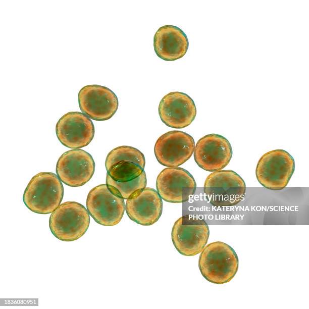 staphylococcus bacteria, illustration - staphylococcus saprophyticus stock illustrations