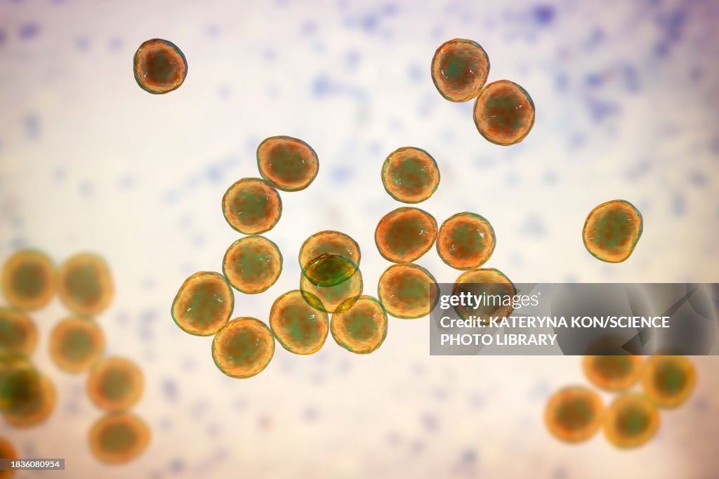 Staphylococcus bacteria, illustration