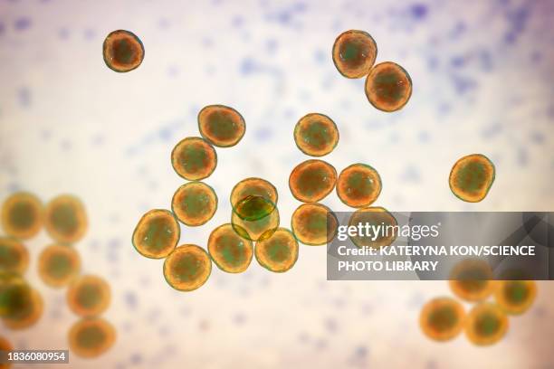 staphylococcus bacteria, illustration - staphylococcus aureus bacteria stock illustrations